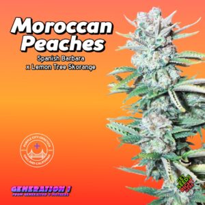 Moroccan Peaches Cannabis Clones