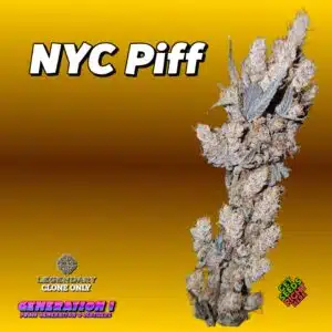 NYC Piff Cannabis Clones