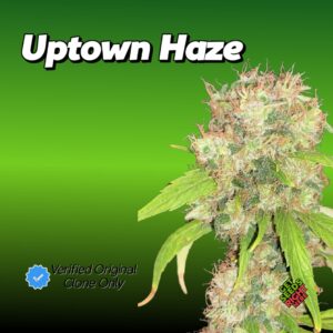 Uptown Haze Cannabis Clones for sale
