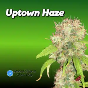 Uptown Haze Cannabis Clones for sale