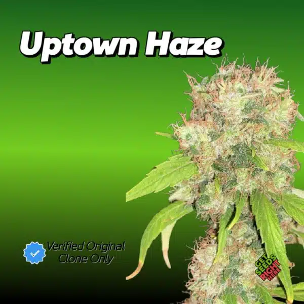 Uptown Haze Cannabis Clones for sale