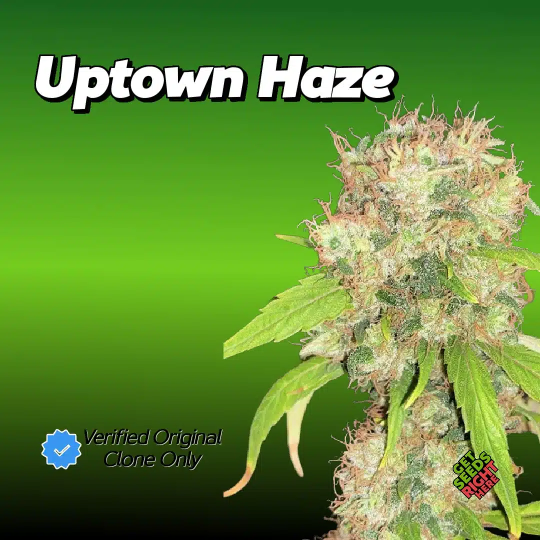 Uptown Haze Cannabis Clones for sale