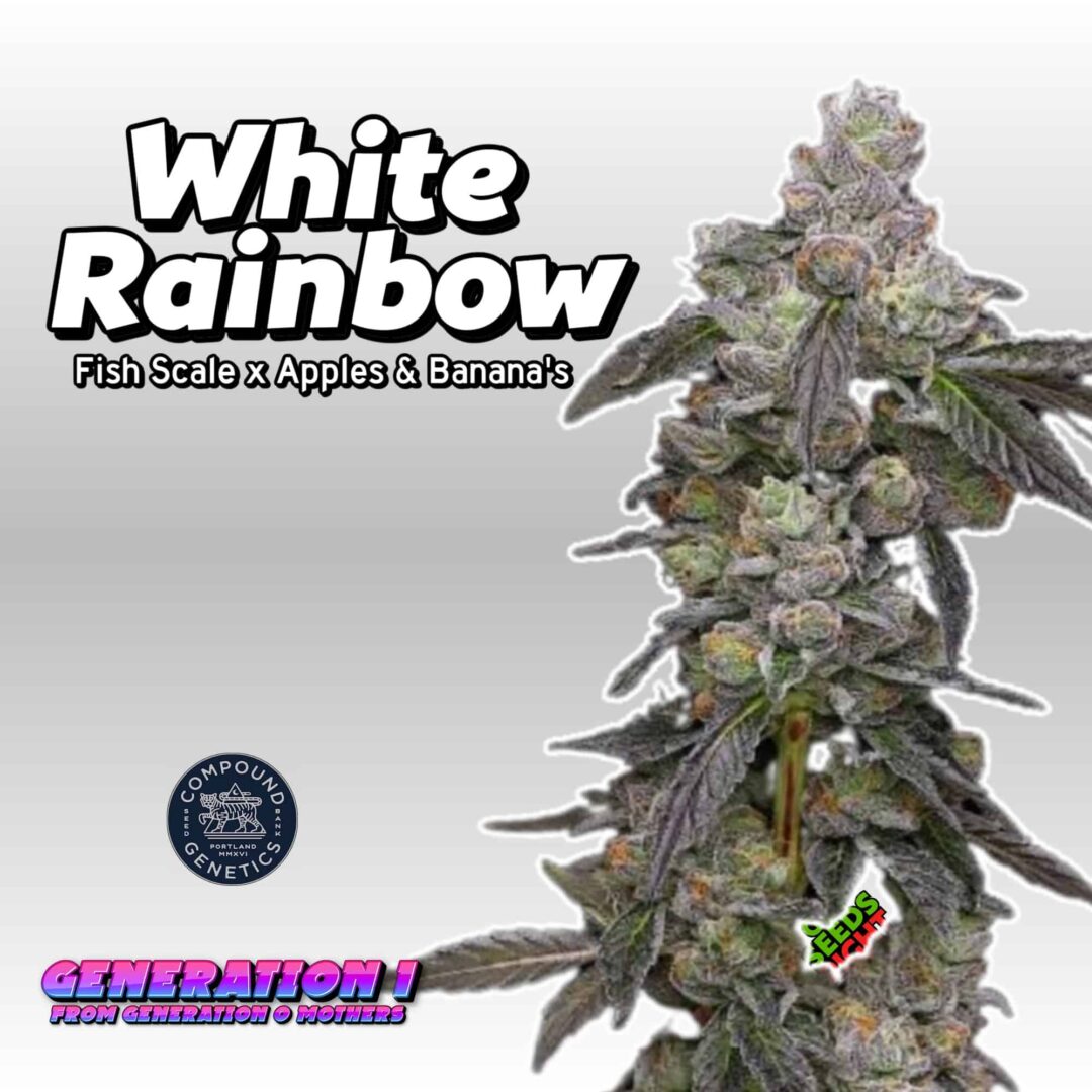 White Rainbow (clone)