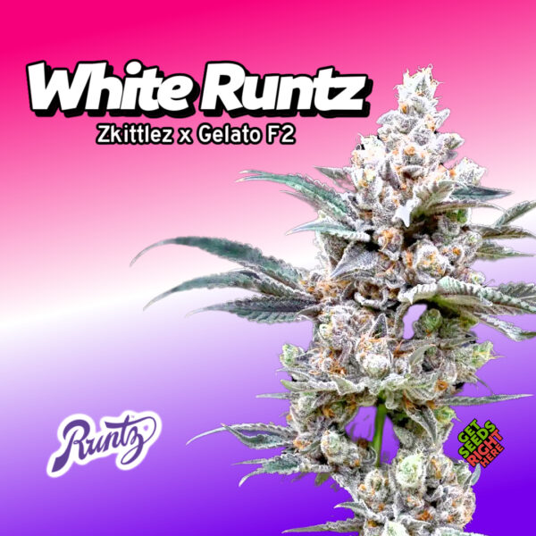 White Runtz cannabis strain – frosty hybrid flower with purple hues