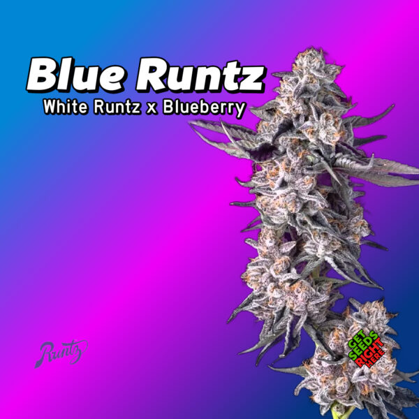 Blue Runtz Cannabis Clones