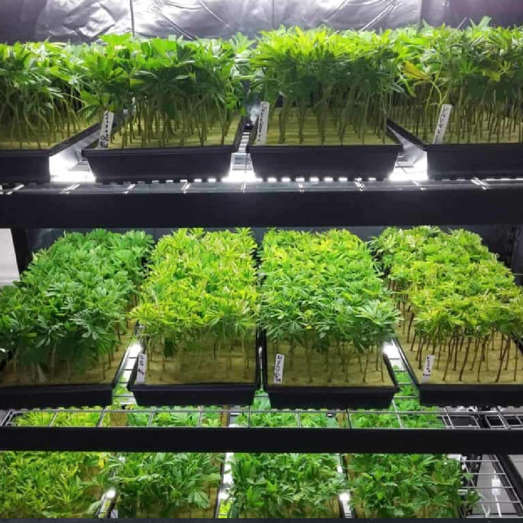 GG4 Clones