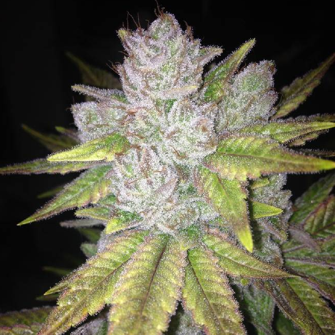 GG4 Macro