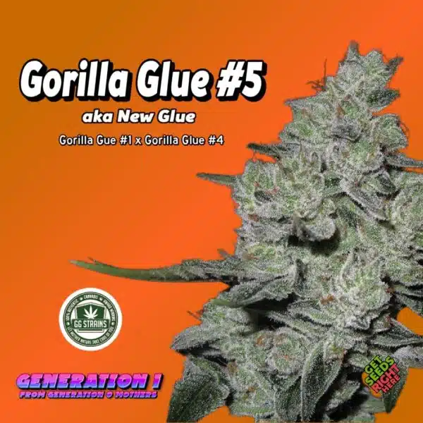 Gorilla Glue #5 Cannabis Clones