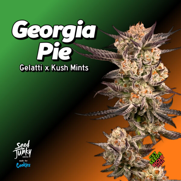 Georgia Pie Cannabis Clones