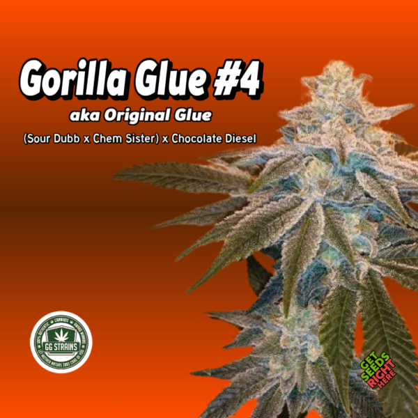 Gorilla Glue #4 aka GG4 Cannabis Clones for sale