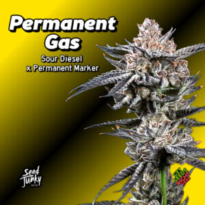 Permanent Gas Cannabis Clones