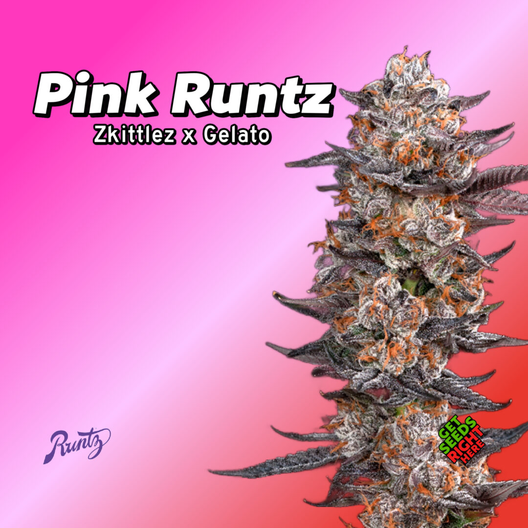 Pink Runtz Cannabis Clones – Sweet Candy Gas & Exotic Power