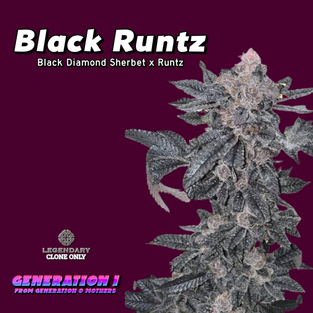 Black Runtz (clone)