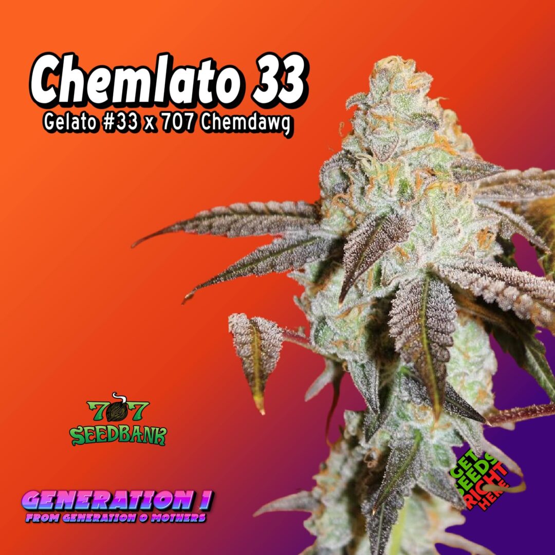 Chemlato 33 (clone)