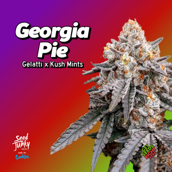 Georgia Pie cannabis flower close-up with frosty trichomes and text overlay: Gelatti x Kush Mints