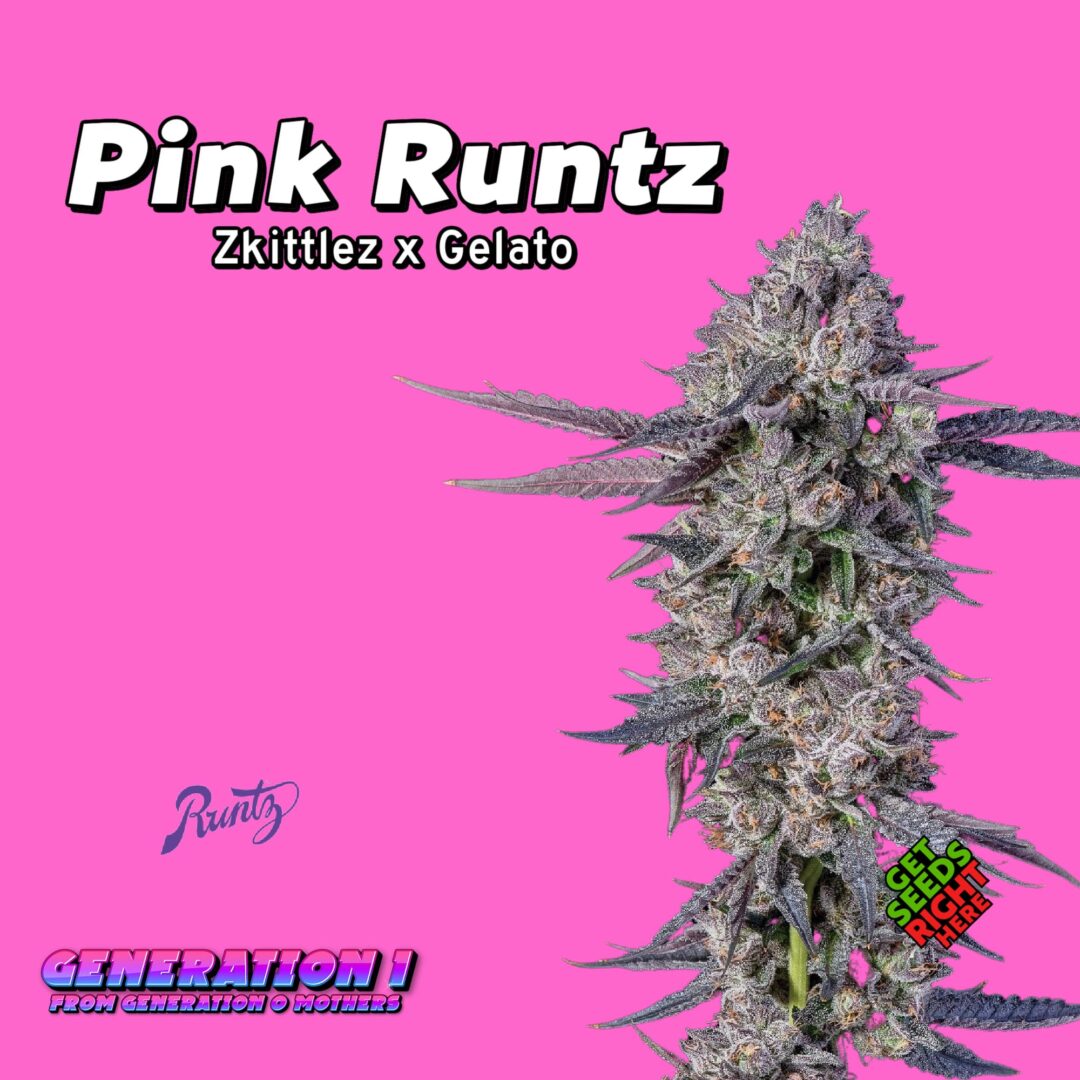 Pink Runtz (clone)