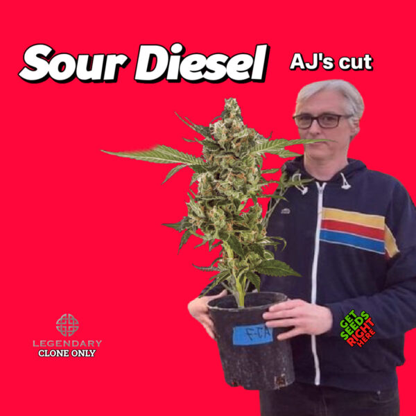 Joe Murray (aka Asshole Joe) holding Sour Diesel cannabis plant against red background; text reads “Sour Diesel – AJ’s cut”
