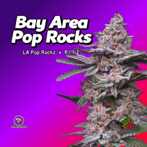 Bay Area Pop Rocks Cannabis Clones