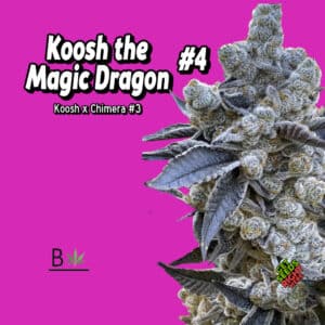 Koosh the Magic Dragon #4 cannabis clones for sale