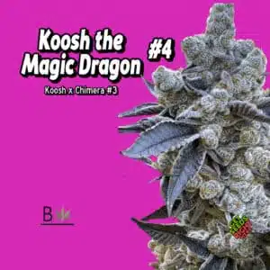 Koosh the Magic Dragon #4 cannabis clones for sale