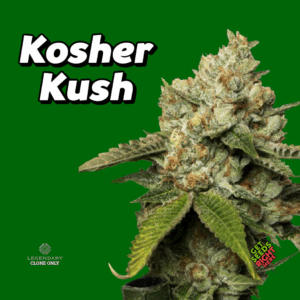 Kosher Kush Cannabis Clones
