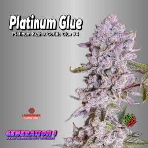 Platinum Glue Cannabis Clones