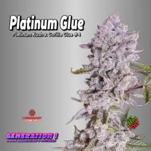 Platinum Glue Cannabis Clones