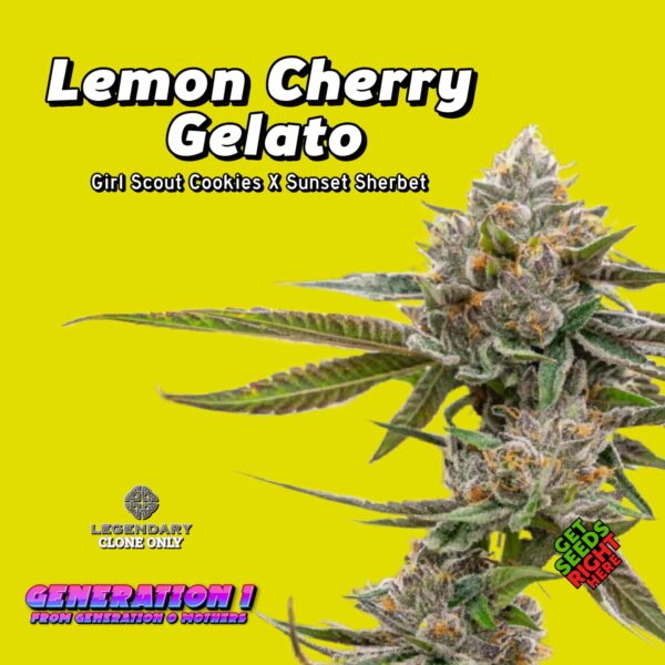 Lemon Cherry Gelato Cannabis Clones for sale