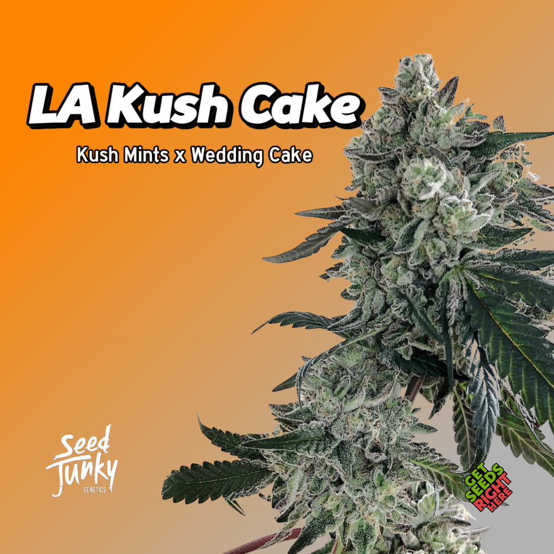 LA Kush Cake Cannabis Clones