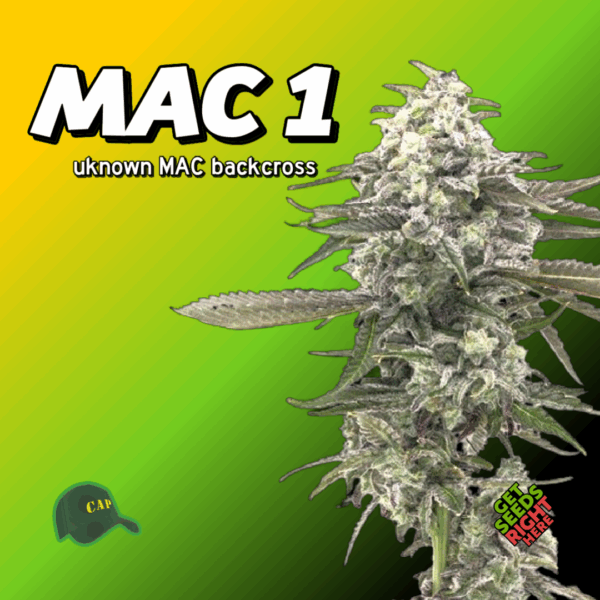 MAC 1 Cannabis Clones