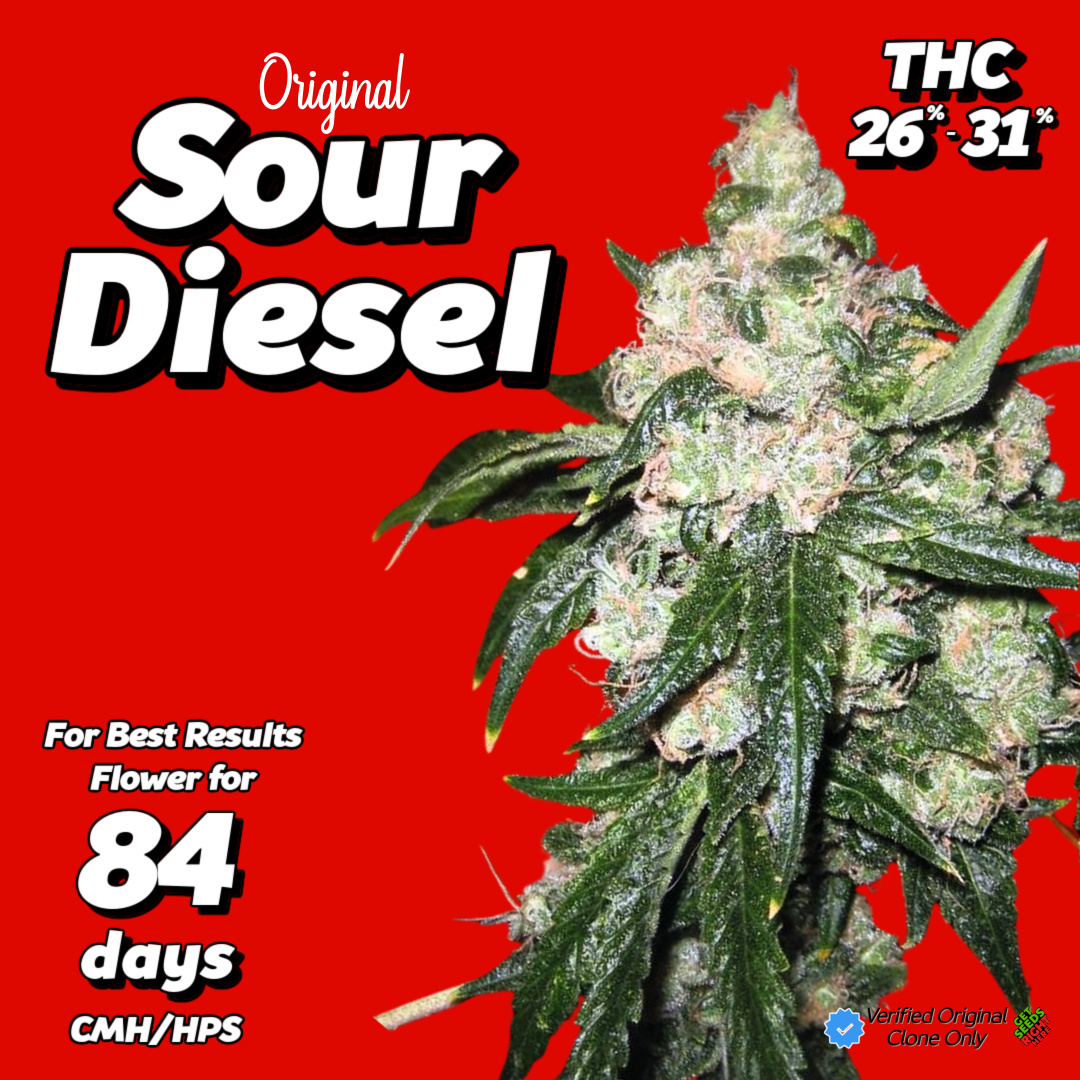 Buy Sour Diesel clones β verified original cannabis plant with dense frosty buds, THC 26β31%, 84-day flowering time.