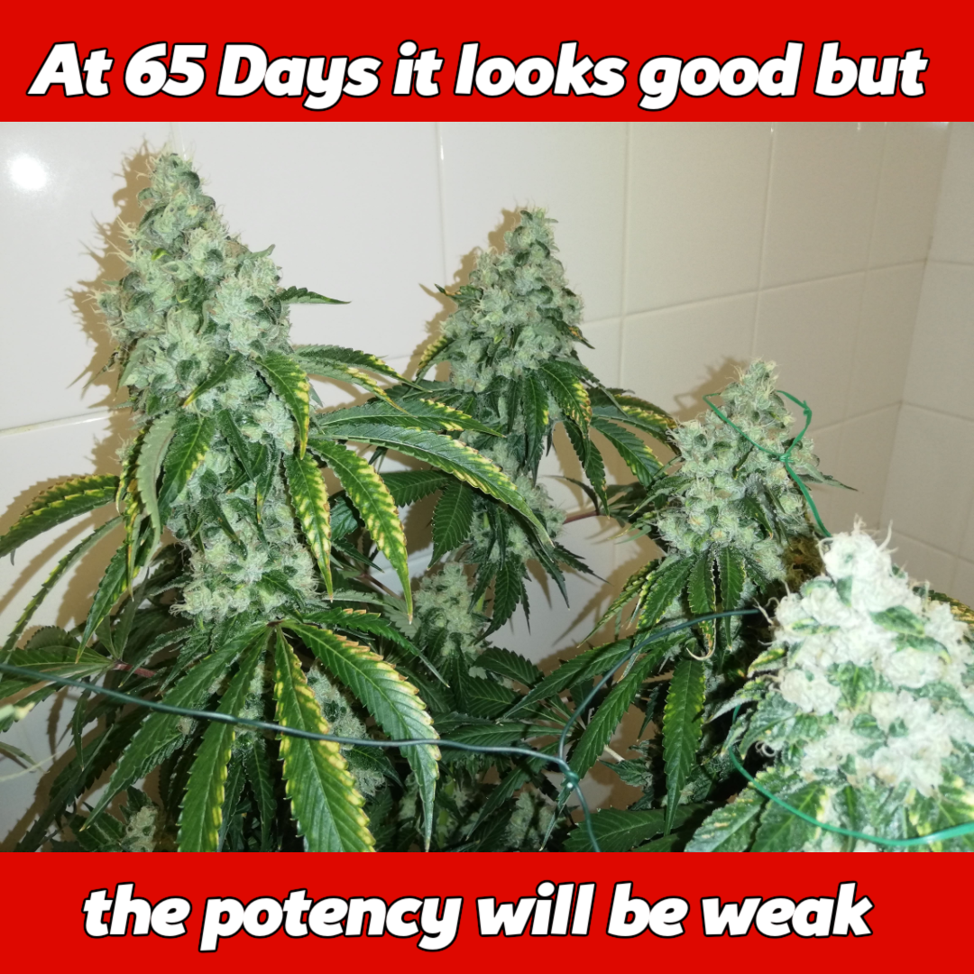 Real Sour Diesel β Verified Original Cannabis Clones - Image 2