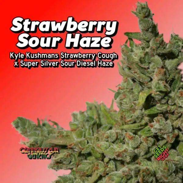 Strawberry Sour Haze Cannabis Clones