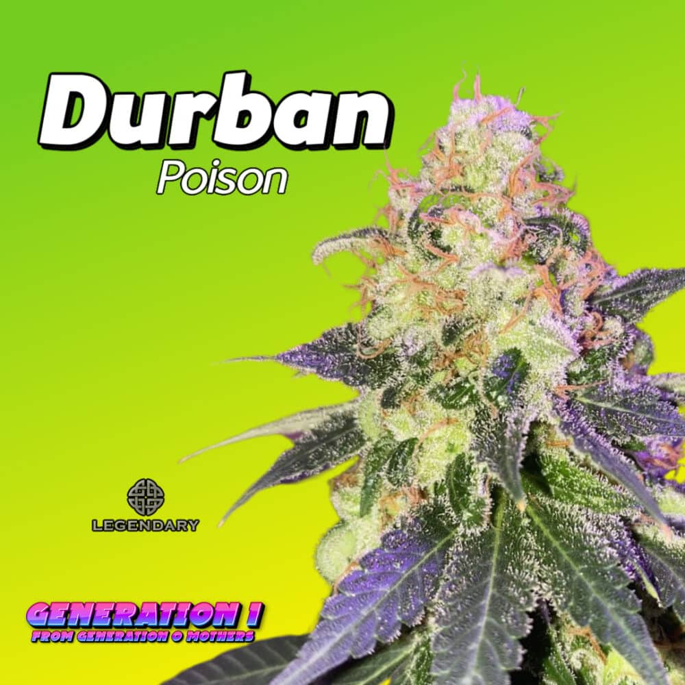 Durban Poison Cannabis Clones for sale