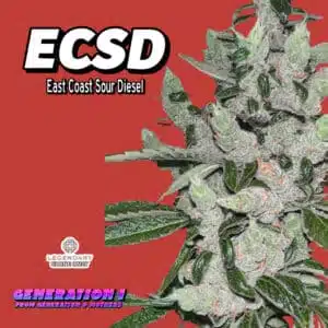 ECSD – East Coast Sour Diesel Clones