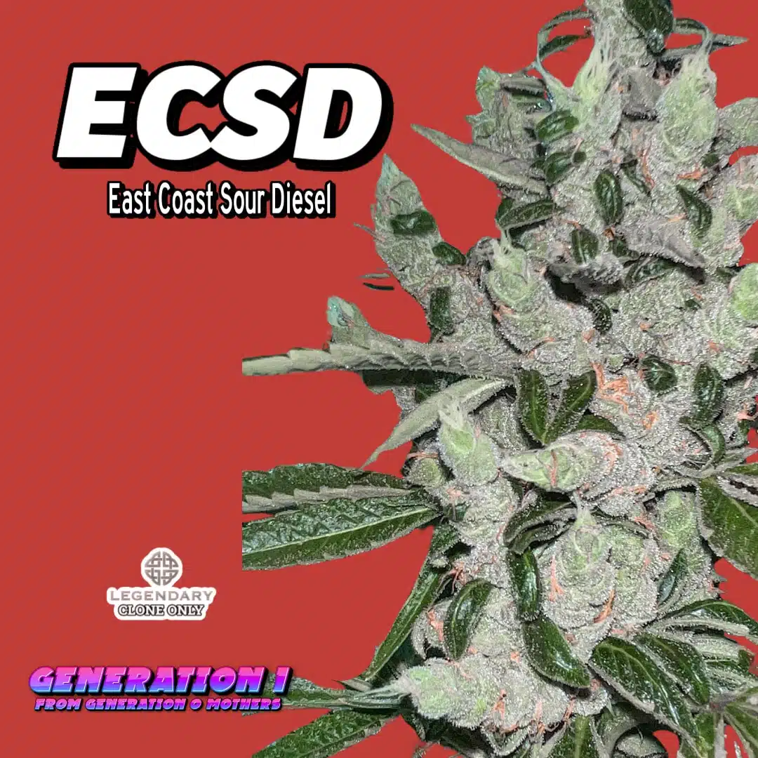 ECSD – East Coast Sour Diesel Clones