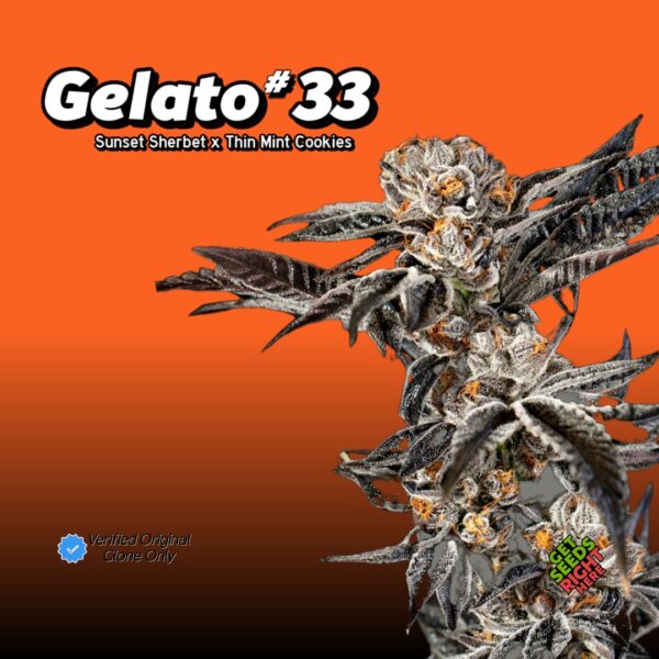 Gelato #33 (Clone)
