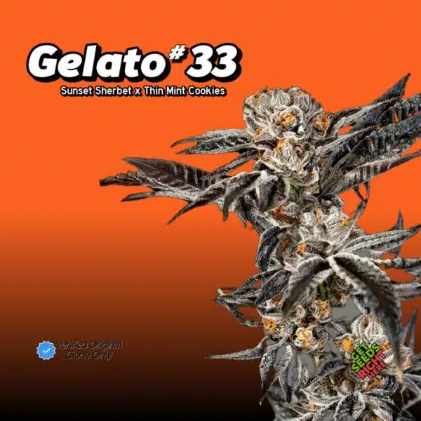 Gelato #33 (Clone)
