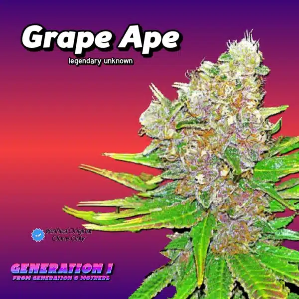 Grape Ape Cannabis Clones
