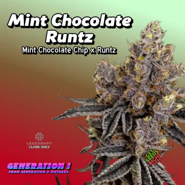 Mint Chocolate Runtz Cannabis Clones