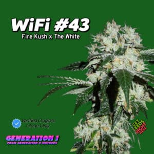 WiFi #43 Cannabis Clones