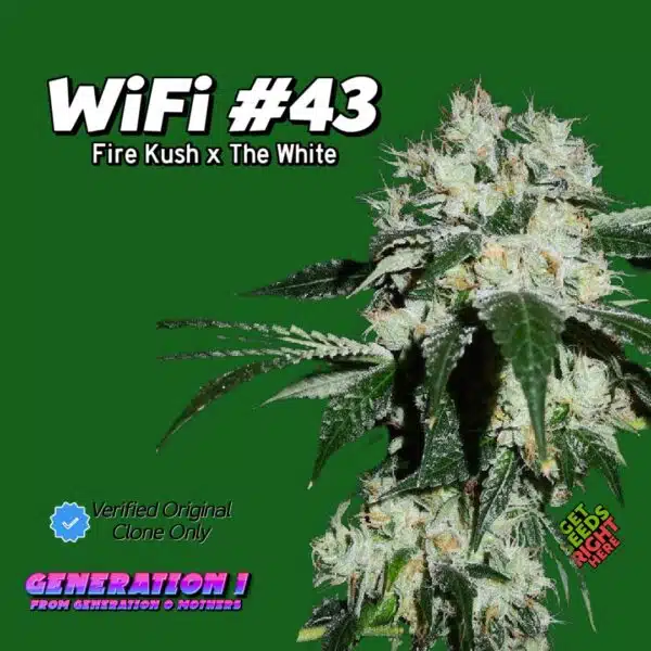 WiFi #43 Cannabis Clones