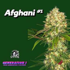 Afghani #1 Cannabis Clones