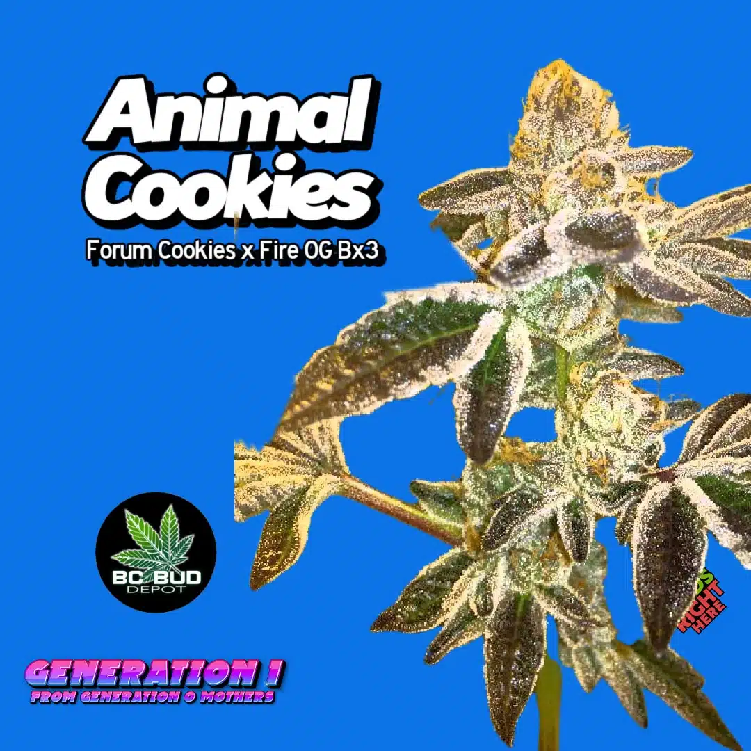 Animal Cookies Cannabis Clones