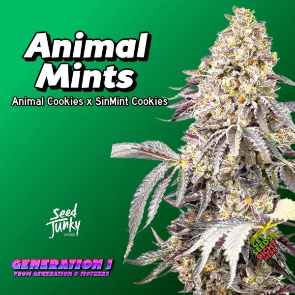 Animal Mints Cannabis Clones for sale