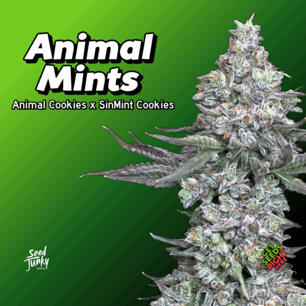Animal Mints Cannabis Clones