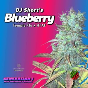 Blueberry Cannabis Clones
