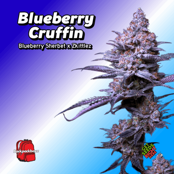 Blueberry Cruffin Cannabis Clones