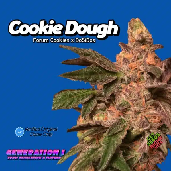 Cookie Dough Cannabis Clones