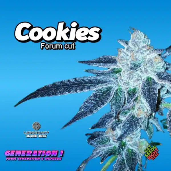 Cookies – Forum cut (clone)